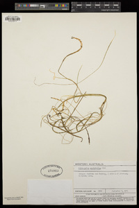 Image of Potamogeton acutifolius