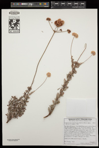 Eriogonum fasciculatum image