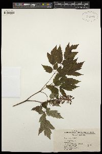 Image of Actaea asiatica