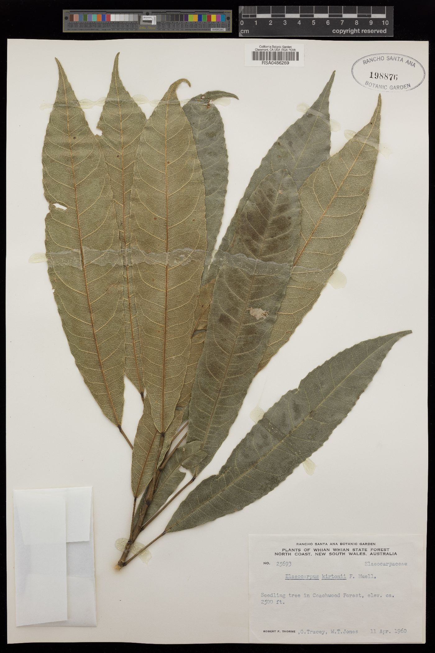 Elaeocarpus joga - Wikipedia