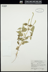 Image of Achyranthes argentea