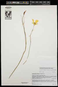 Calochortus clavatus image