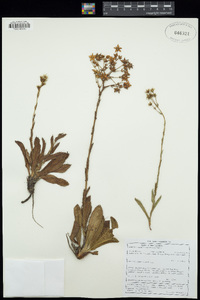 Image of Alepidea natalensis