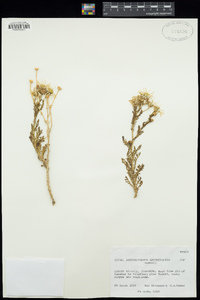Image of Argyranthemum tenerifae