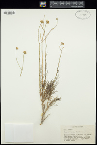 Image of Argyranthemum filifolium