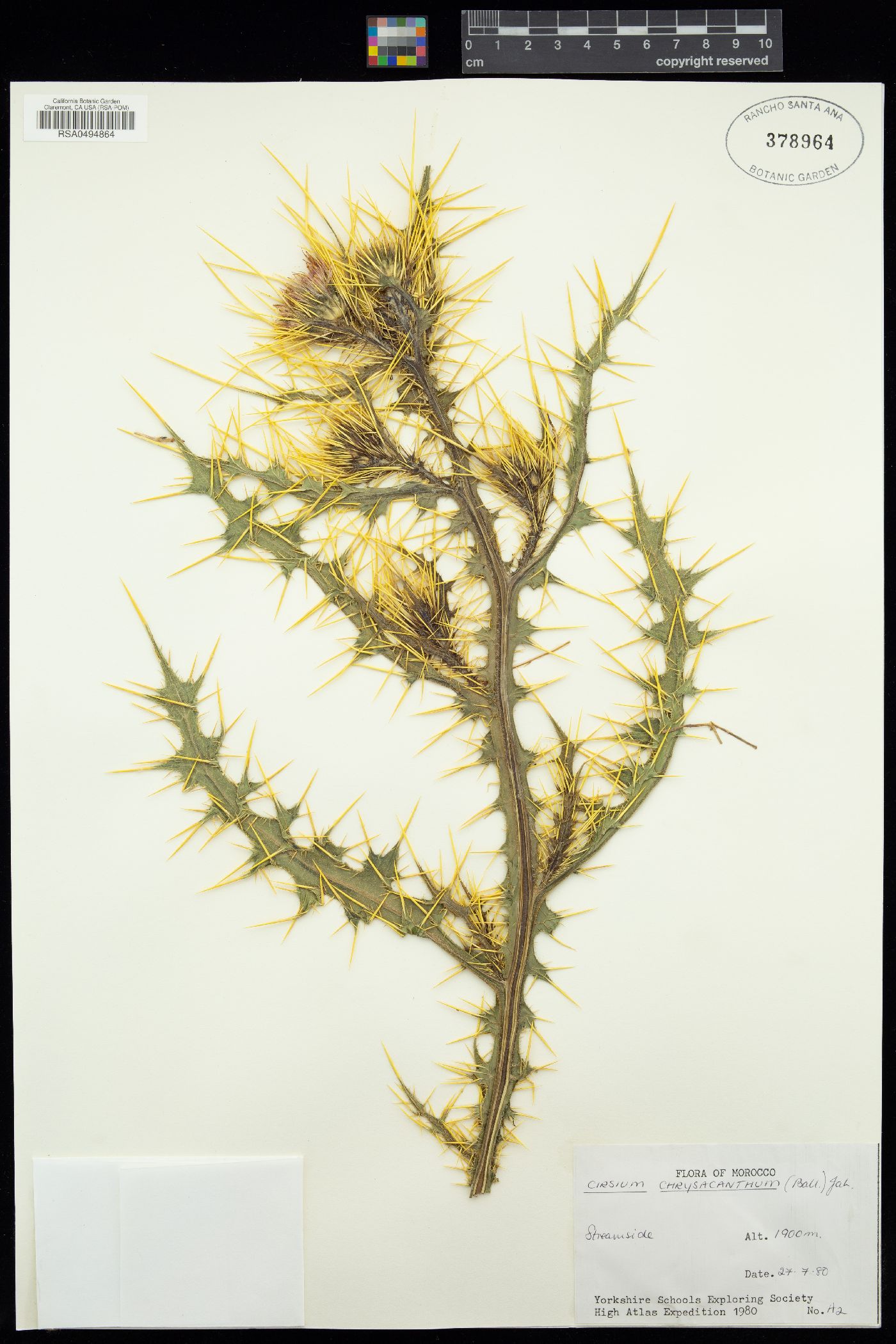 Cirsium chrysacanthum image