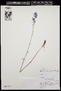 Delphinium hesperium subsp. cuyamacae image
