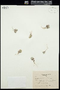 Filago pygmaea image