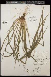 Image of Libertia paniculata