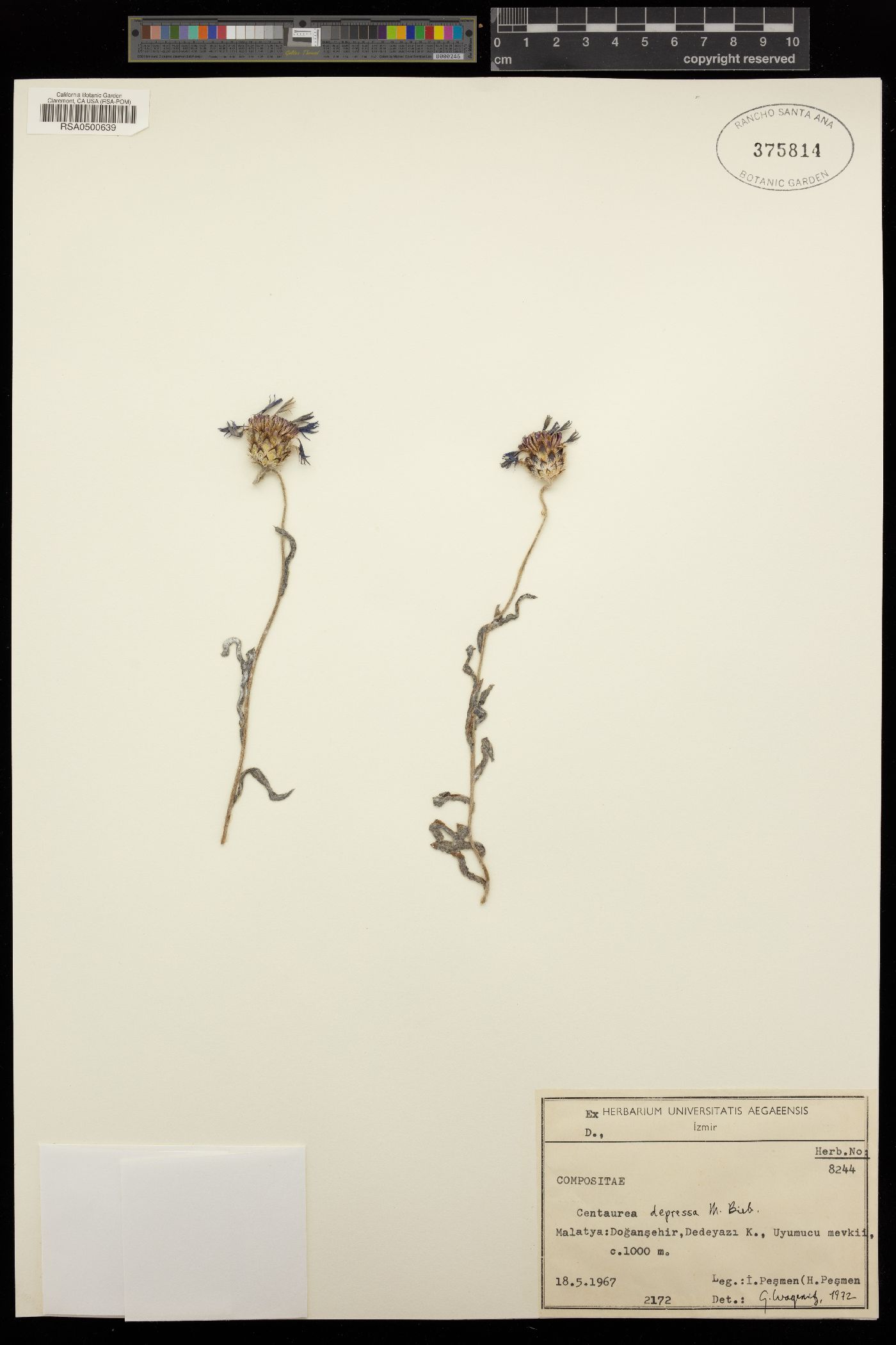 Centaurea depressa image