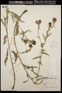 Centaurea jacea subsp. nigra image
