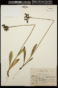 Pilosella aurantiaca subsp. aurantiaca image