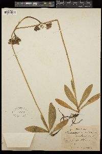 Pilosella aurantiaca subsp. aurantiaca image
