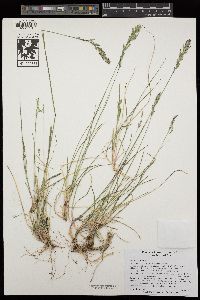 Poa wheeleri image