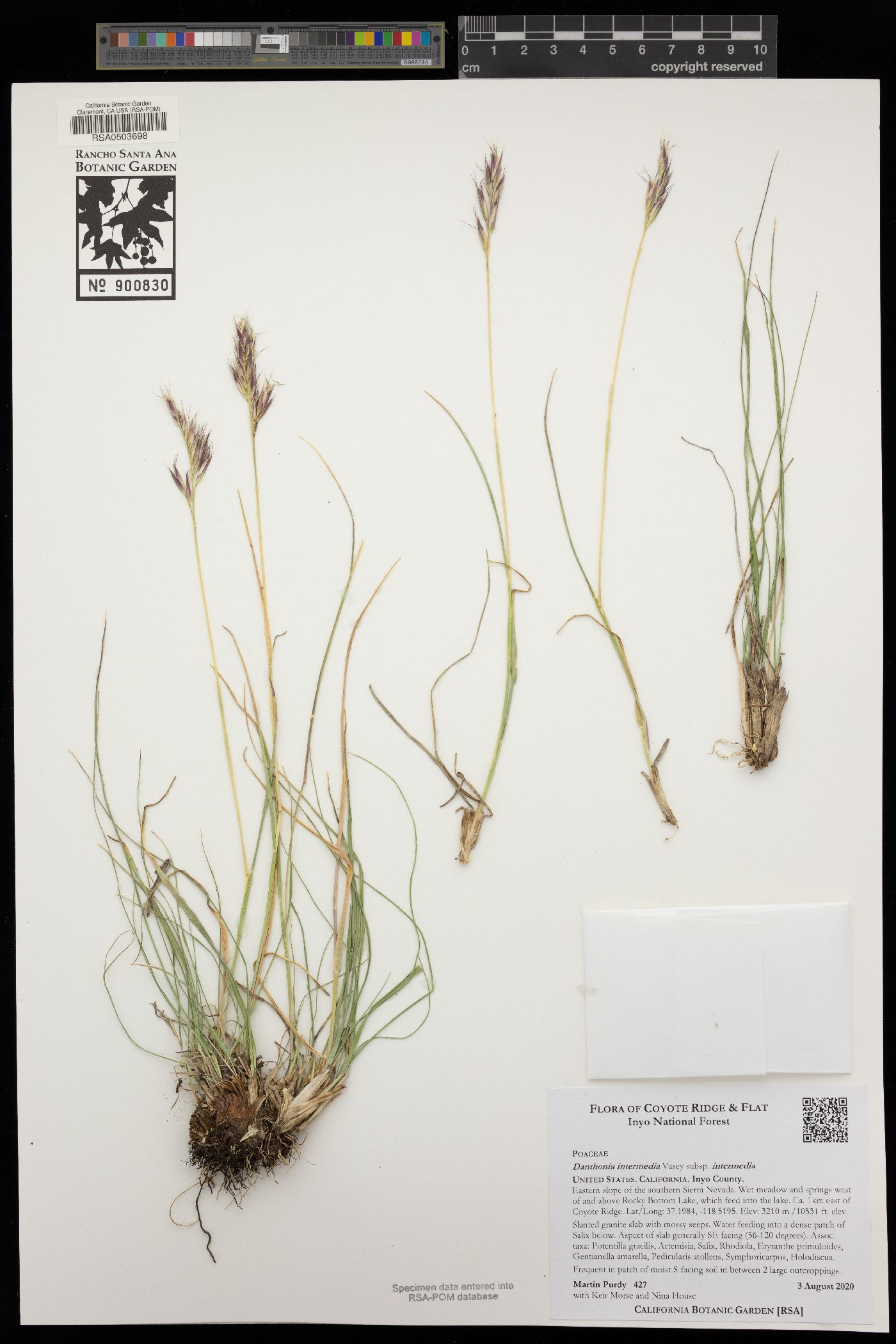 Danthonia intermedia subsp. intermedia image