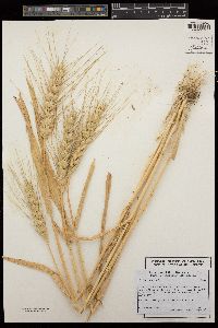 Triticum aestivum image