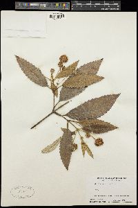 Callicoma serratifolia image