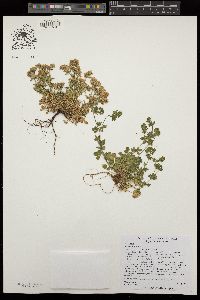 Potentilla biennis image