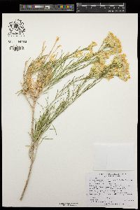 Ericameria nauseosa var. bernardina image