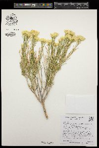 Ericameria nauseosa var. bernardina image