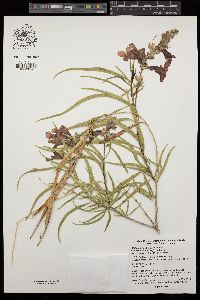 Chilopsis linearis image