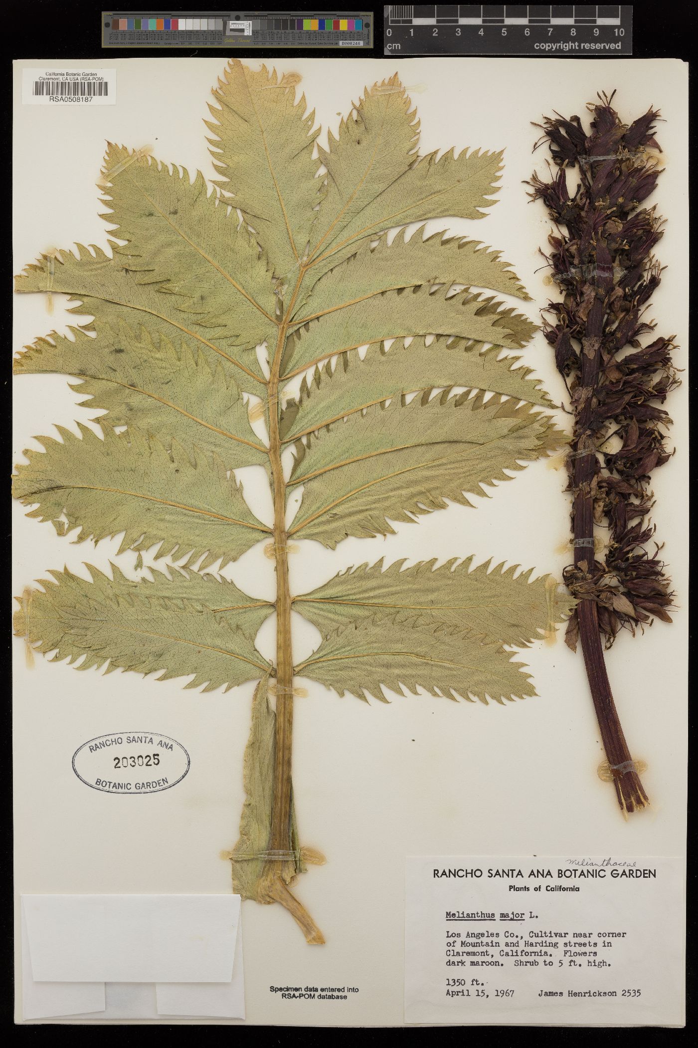 Melianthus major image