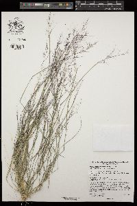 Muhlenbergia microsperma image