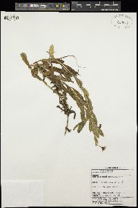 Image of Osteospermum grandidentatum