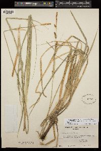 Carex sartwelliana image
