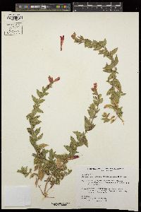 Epilobium canum image