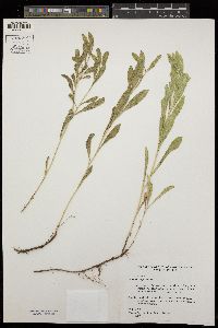 Solidago velutina subsp. californica image