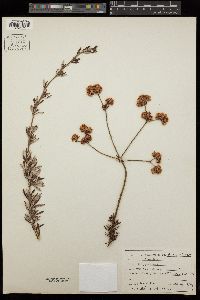 Eriogonum fasciculatum image