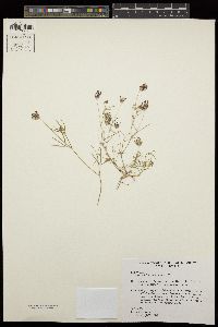 Trifolium willdenovii image