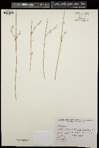 Juncus mexicanus image