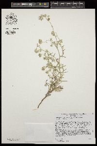 Cryptantha nevadensis image