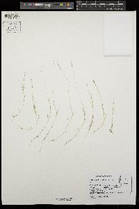 Muhlenbergia filiformis image