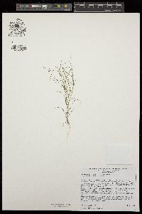 Linanthus filiformis image