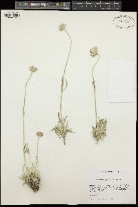 Lomelosia graminifolia image