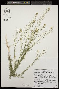 Descurainia pinnata subsp. glabra image