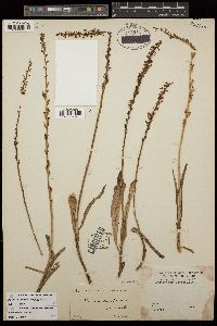 Piperia transversa image
