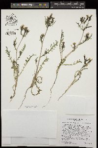 Mentzelia albicaulis image