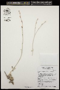 Eriogonum elongatum var. elongatum image