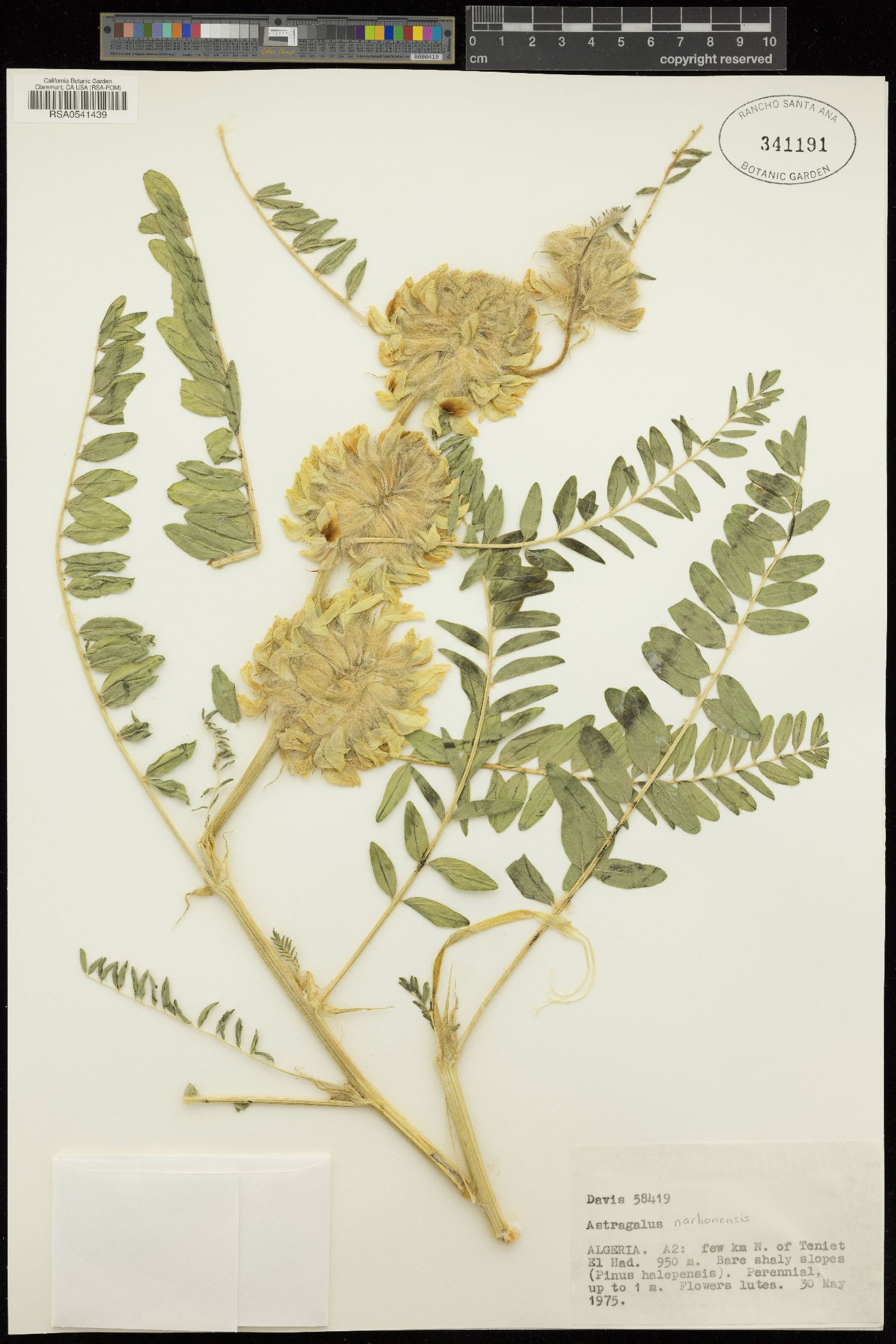Astragalus alopecuroides image