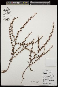 Rumex conglomeratus image