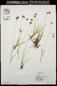 Juncus longistylis image