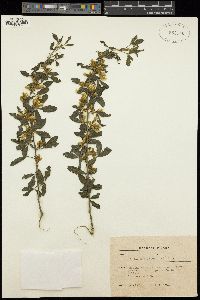 Cytisus multiflorus image