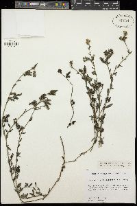 Heliotropium bacciferum image