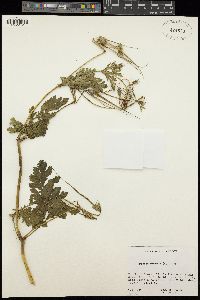 Image of Erodium gruinum