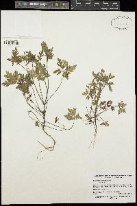 Geranium purpureum image