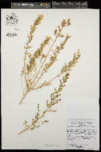 Brickellia microphylla image